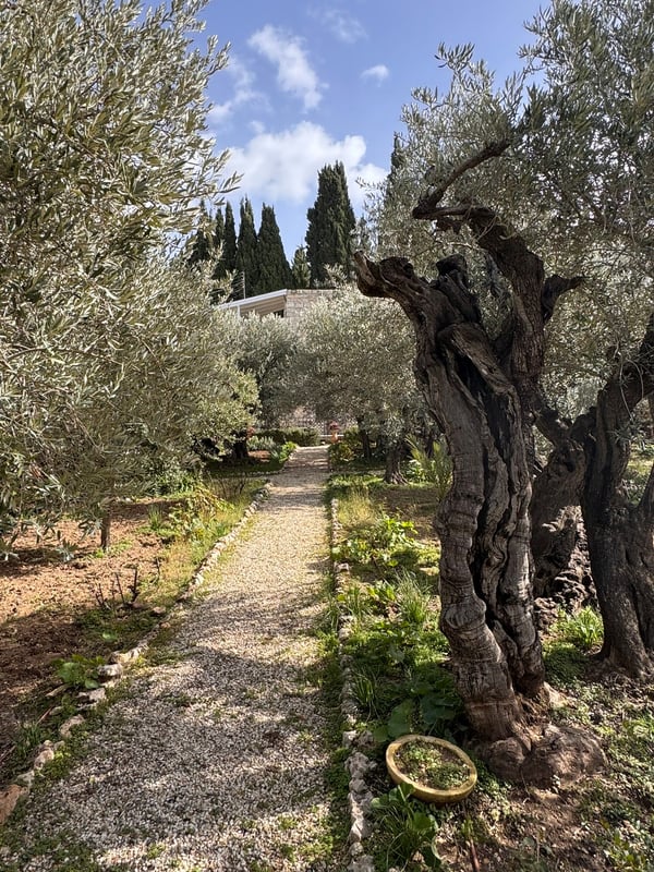Garden of Gethsemane